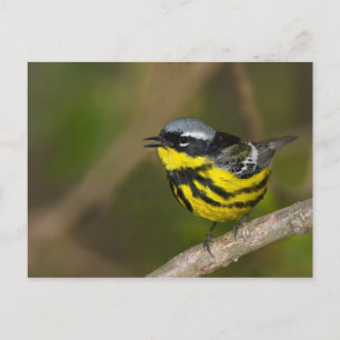Magnolia Warbler Postkarte