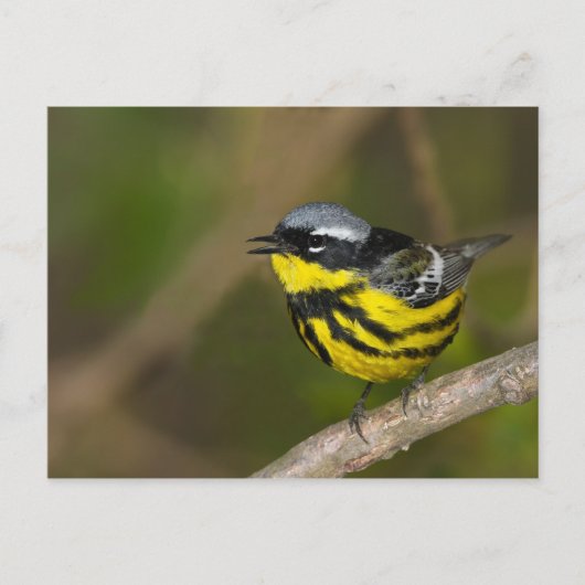 Magnolia Warbler Postkarte (Vorderseite)