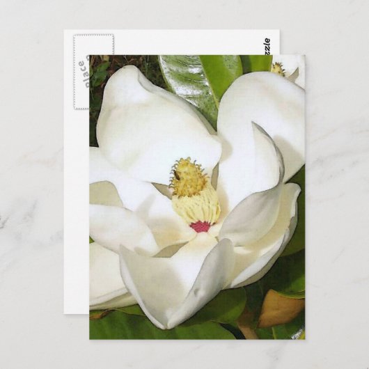 Magnolia White Postkarte (Vorne/Hinten)