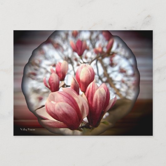 Magnolia Wood Postkarte (Vorderseite)