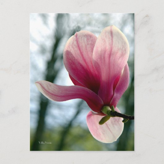 Magnolia Woods Postkarte (Vorderseite)