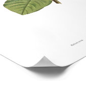 Magnolia yulan poster (Ecke)