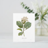 Magnolia yulan postkarte (Stehend Vorderseite)