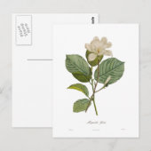 Magnolia yulan postkarte (Vorne/Hinten)