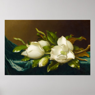 Magnolias auf Light Blue Velvet Tuch von M J Heade Poster
