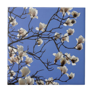 Magnolias blühen fliese