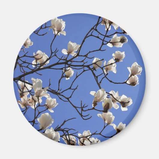 Magnolias blühen magnet (Vorne)