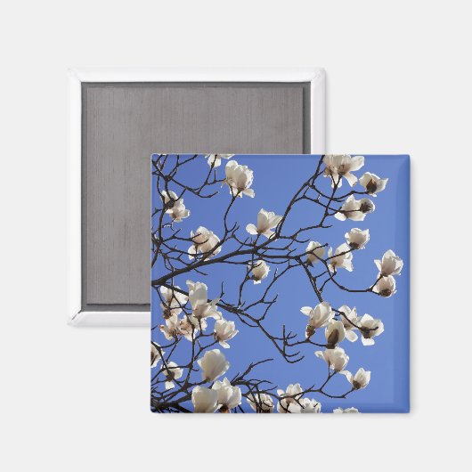 Magnolias blühen magnet (Vorderseite/Rückseite)