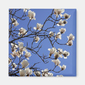 Magnolias blühen magnet (Vorne)