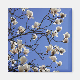 Magnolias blühen magnet