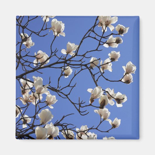 Magnolias blühen magnet (Vorne)