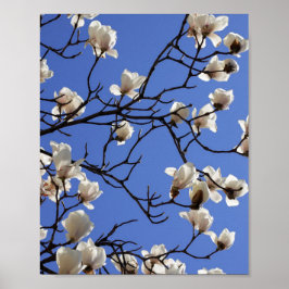 Magnolias blühen poster