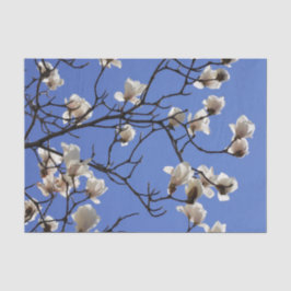 Magnolias blühen seidenpapier