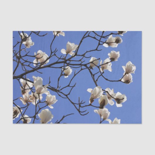 Magnolias blühen seidenpapier (Vorderseite)