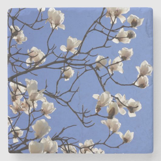 Magnolias blühen steinuntersetzer (Vorderseite)