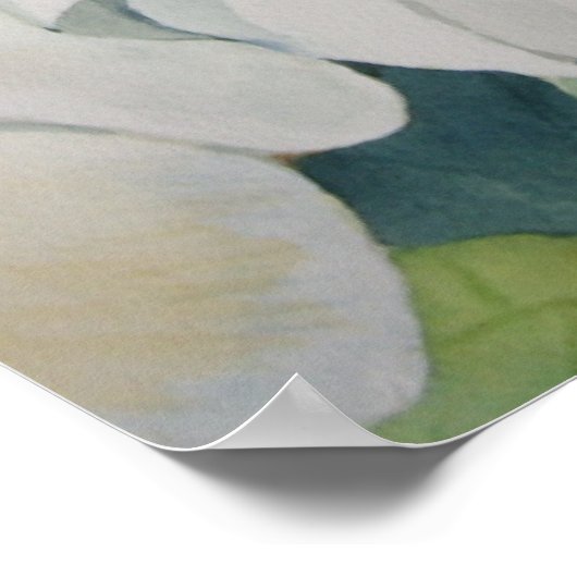 Magnolias Poster (Ecke)