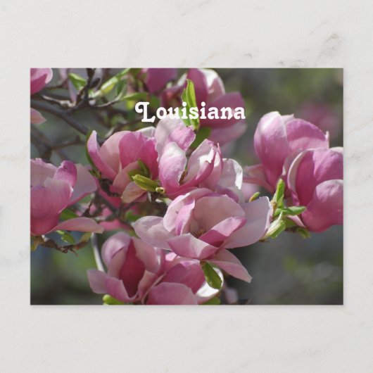 Magnolias Postkarte (Vorderseite)