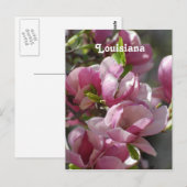 Magnolias Postkarte (Vorne/Hinten)