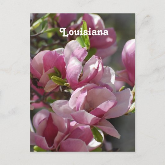 Magnolias Postkarte (Vorderseite)