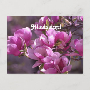 Magnolias Postkarte
