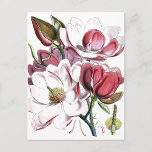 Magnolie asiatische Blume Vintage alte Illustratio Postkarte