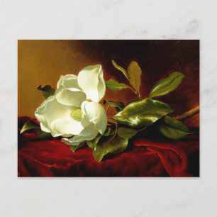 Magnolie auf rotem Samt - Postkarte