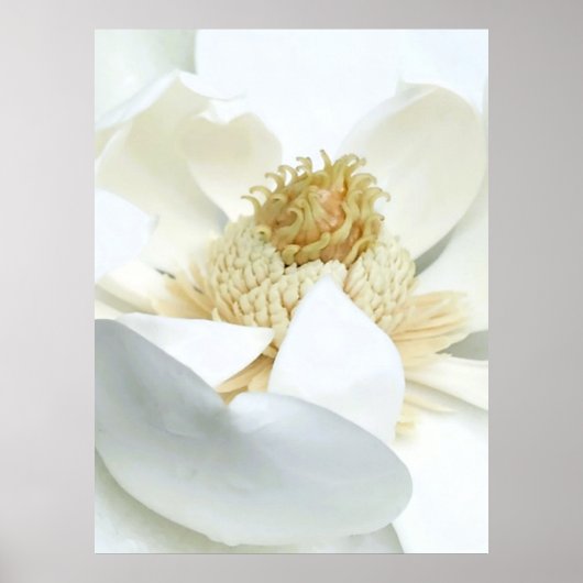 Magnolie Blüte                        Poster (Vorne)