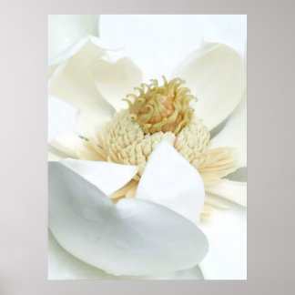 Magnolie Blüte                           Poster
