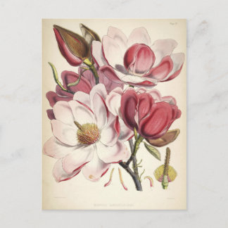 Magnolie - Botanicals-Kollektion Postkarte
