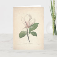 Magnolie durch Redoute Beileids-Karte