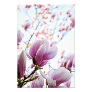 Magnolie Fotodruck