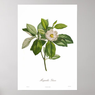 Magnolie glauca poster