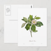 Magnolie glauca postkarte (Vorne/Hinten)