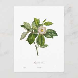 Magnolie glauca postkarte