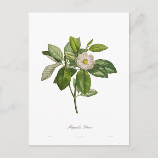 Magnolie glauca postkarte (Vorderseite)