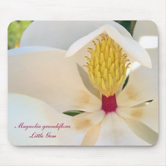 Magnolie Grandiflora 'wenig Gem Mousepad (Vorne)