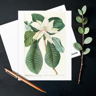 Magnolie III (1750-1773) Postkarte
