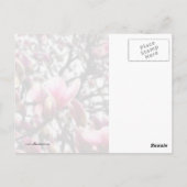 Magnolie in Bloom Postkarte (Rückseite)