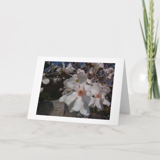 Magnolie Karte (Vorderseite)