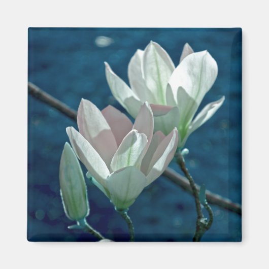 Magnolie Magnet (Vorne)