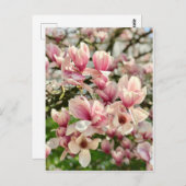 Magnolie Magnolienblüte rosa Postkarte (Vorne/Hinten)