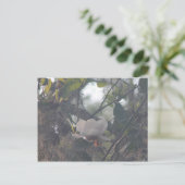 Magnolie mit spanischem Moos Postkarte (Stehend Vorderseite)