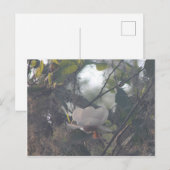 Magnolie mit spanischem Moos Postkarte (Vorne/Hinten)