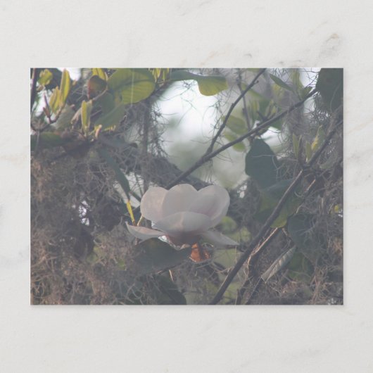 Magnolie mit spanischem Moos Postkarte (Vorderseite)