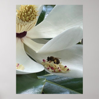 Magnolie NAHAUFNAHME Poster