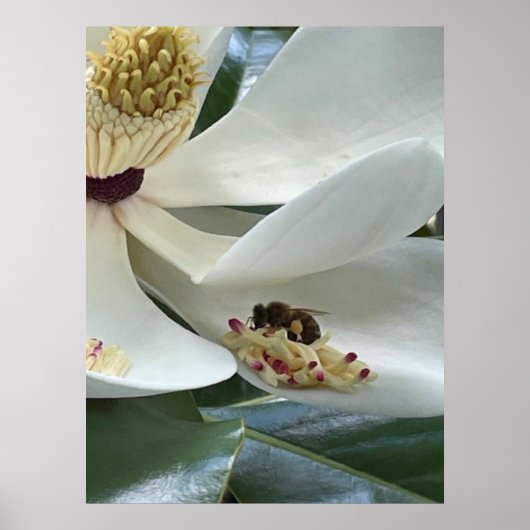Magnolie NAHAUFNAHME Poster (Vorne)