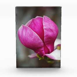 Magnolie Rosa Vollblüte Fotoblock