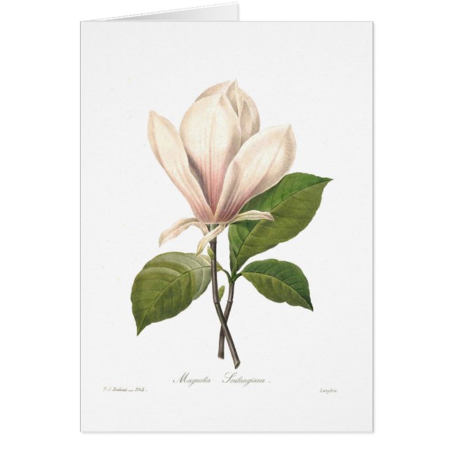 Magnolie soulangiana (Vorne)
