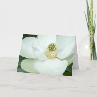 Magnolie vergrößert karte