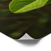 Magnolie von Korfu Poster (Ecke)